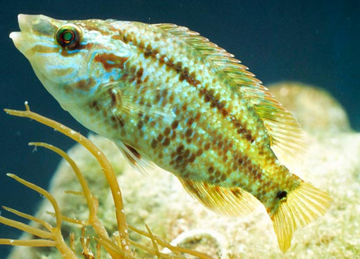 Symphodus roissali_000006